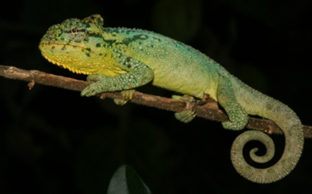 Sourhern Drakensberg chameleon